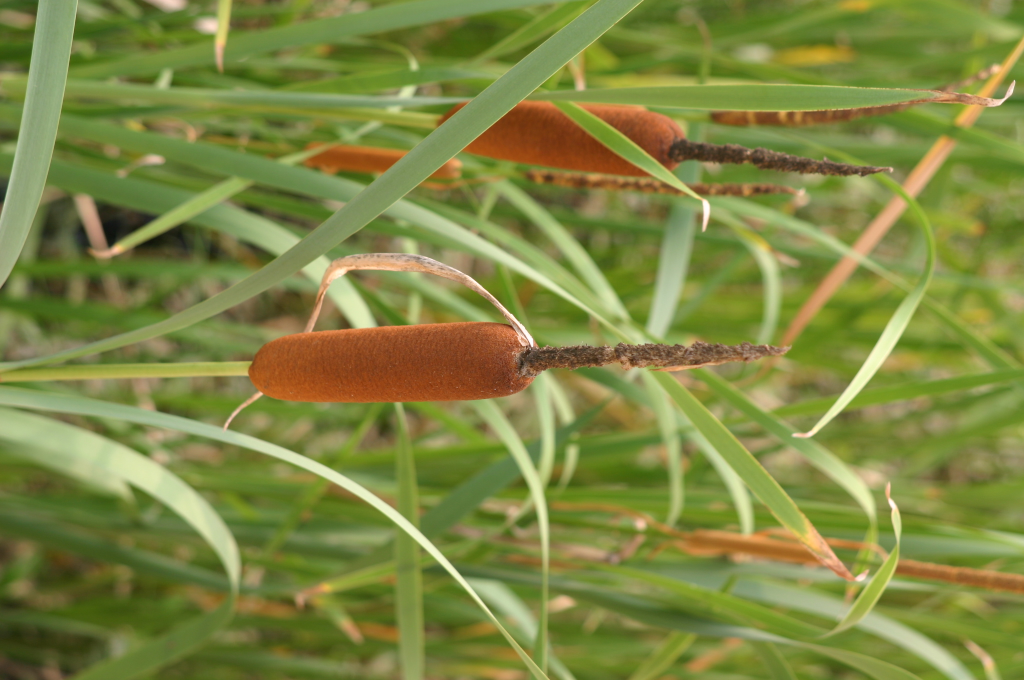 Typha orientali